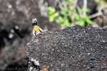 KK_20130305-KK_L3525